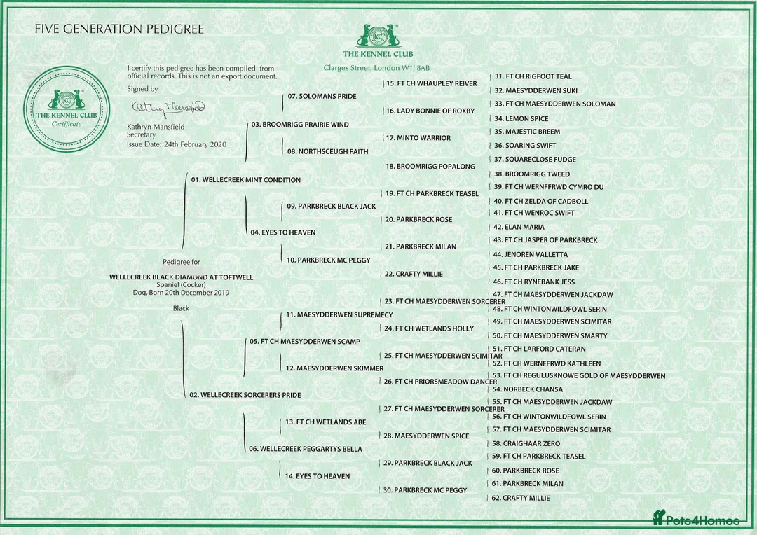 Cocker Spaniel dogs for stud: Proven stud Hugo - Advert 4