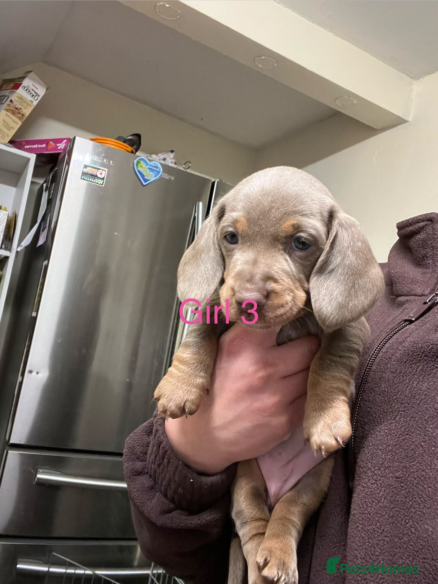 Miniature Dachshund dogs Beautiful Mini Dachshund puppies  - Advert 2