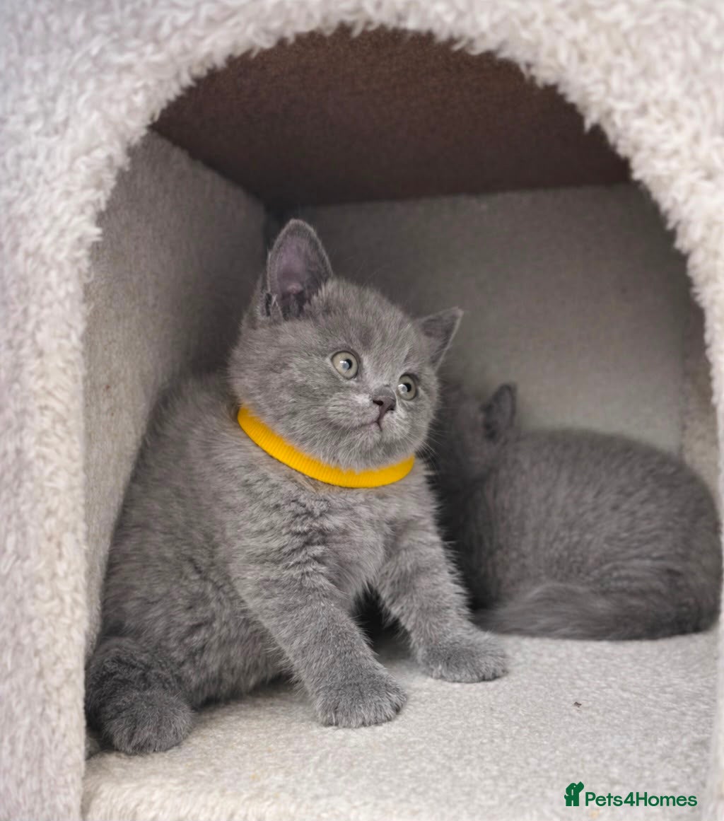 British Shorthair cats British Short Hair Blue Kittens  - Advert 2