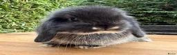 Mini Lop rabbits for sale: Beautiful Black Otter Mini Lop - Advert 5