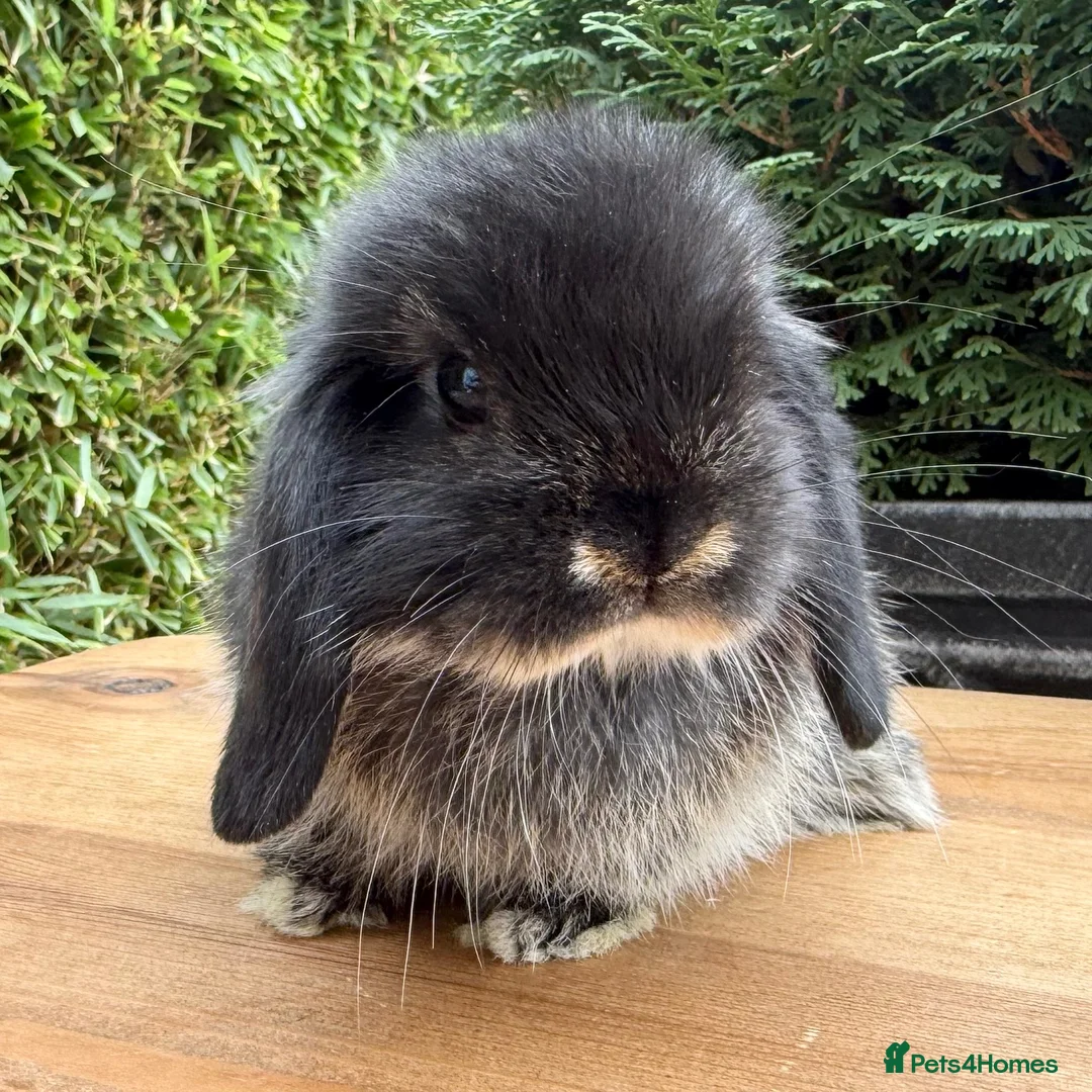 Mini Lop rabbits for sale: Beautiful Black Otter Mini Lop - Advert 5