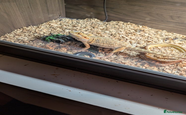 Bearded Dragon reptiles - Advert 1