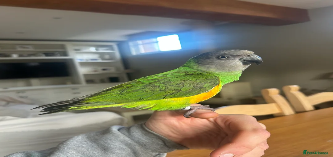 Gallery Image {{count}}