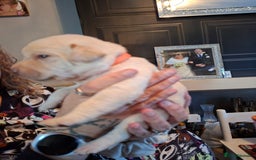 Labrador Retriever dogs for sale: Labrador puppies - Image 10
