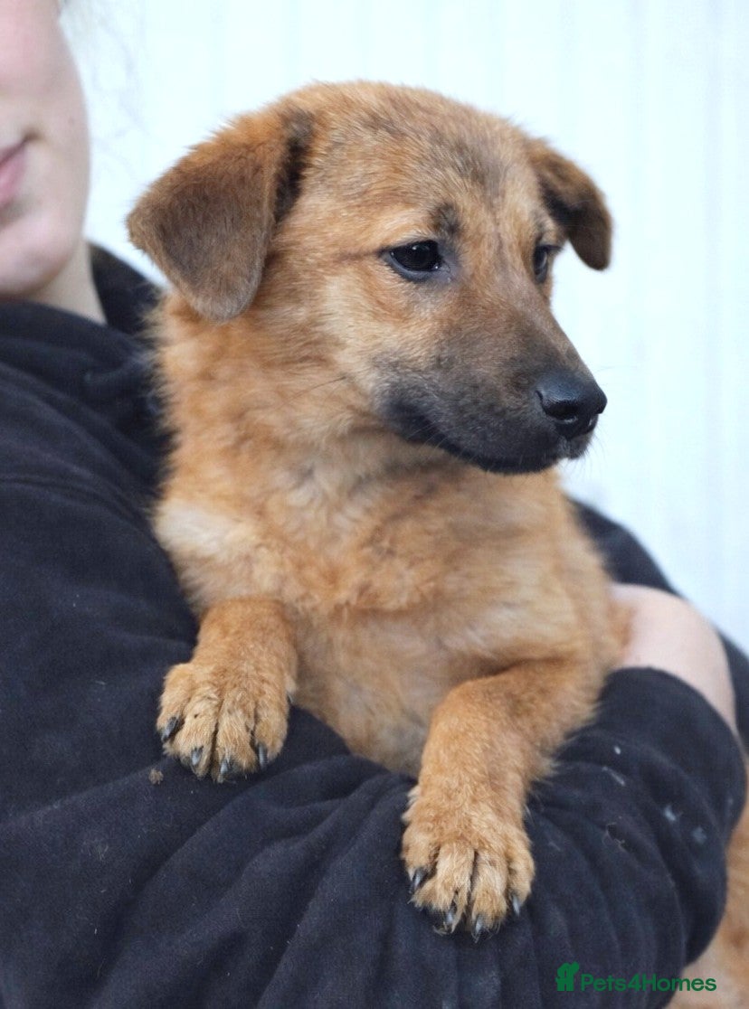 Mixed Breed dogs 💖 MARLEY – a lovely boy with a gentle soul 💖 - Advert 16