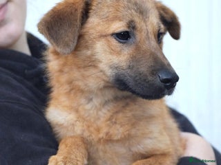 Mixed Breed dogs 💖 MARLEY – a lovely boy with a gentle soul 💖 - Advert 16