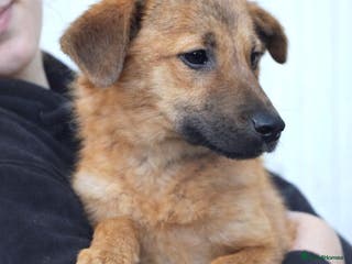 Mixed Breed dogs 💖 MARLEY – a lovely boy with a gentle soul 💖 - Advert 18