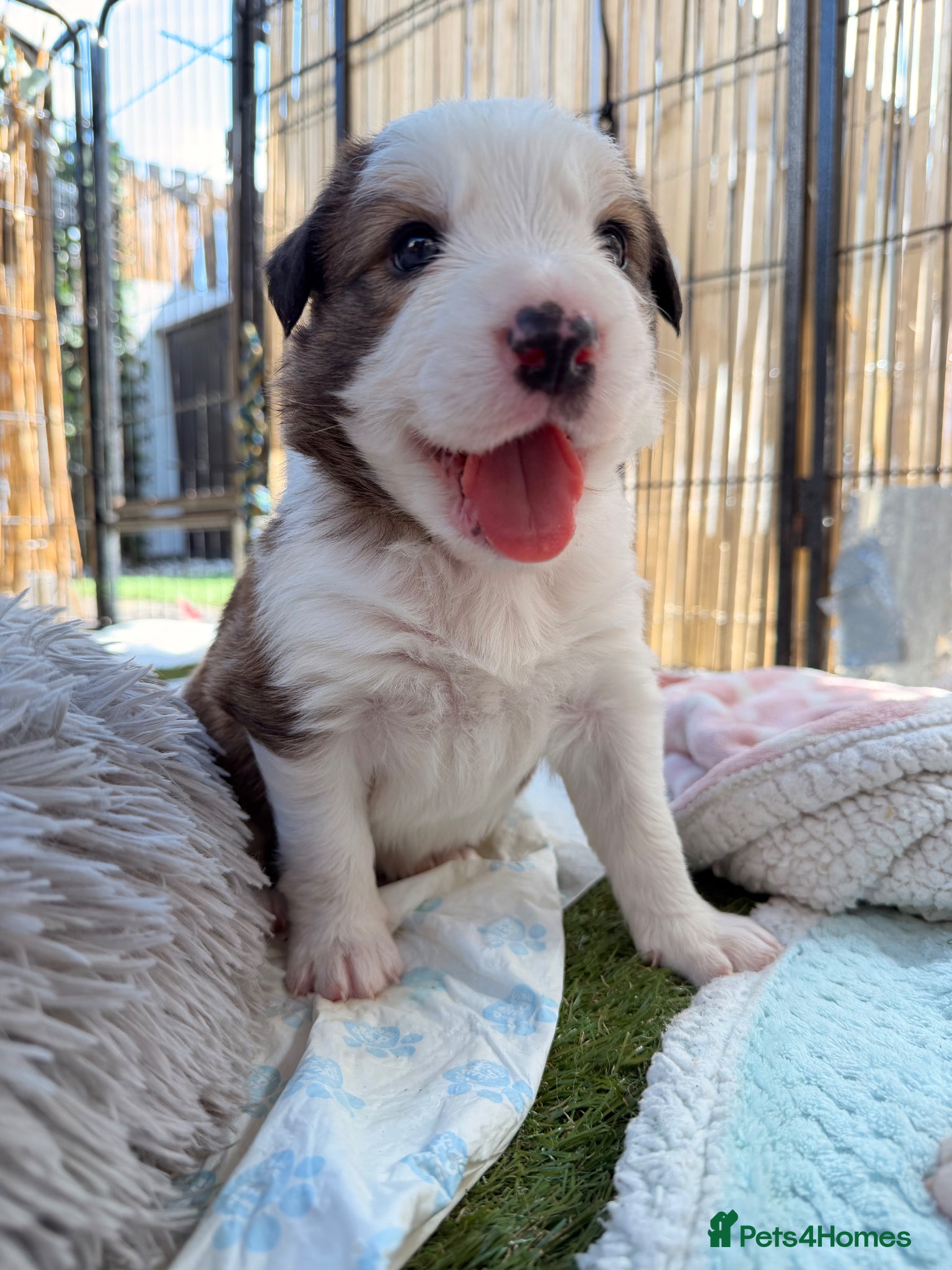 Border Collie dogs Stunning Show line puppies,various colours  - Advert 2