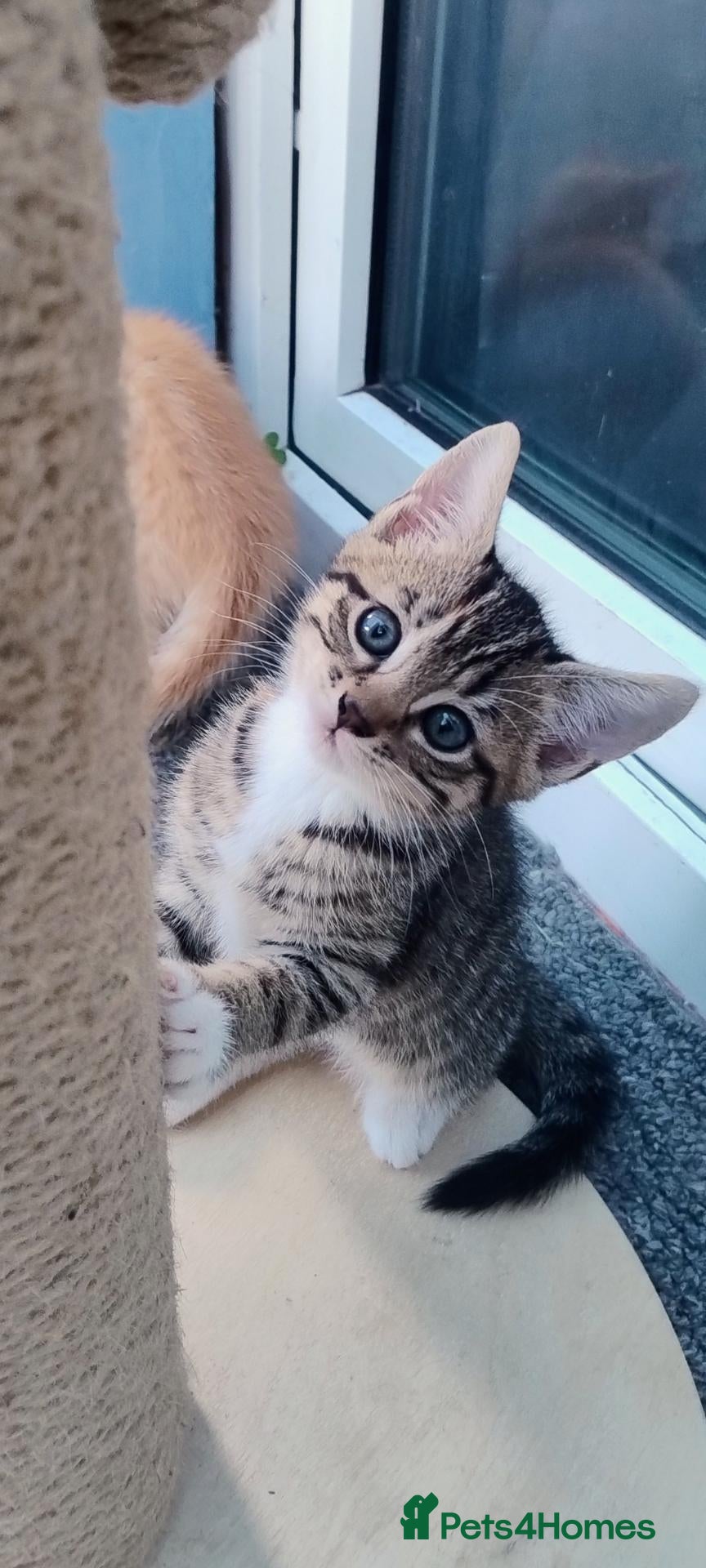 Mixed Breed cats Stunning Torbie girl ready to leave now  - Advert 17