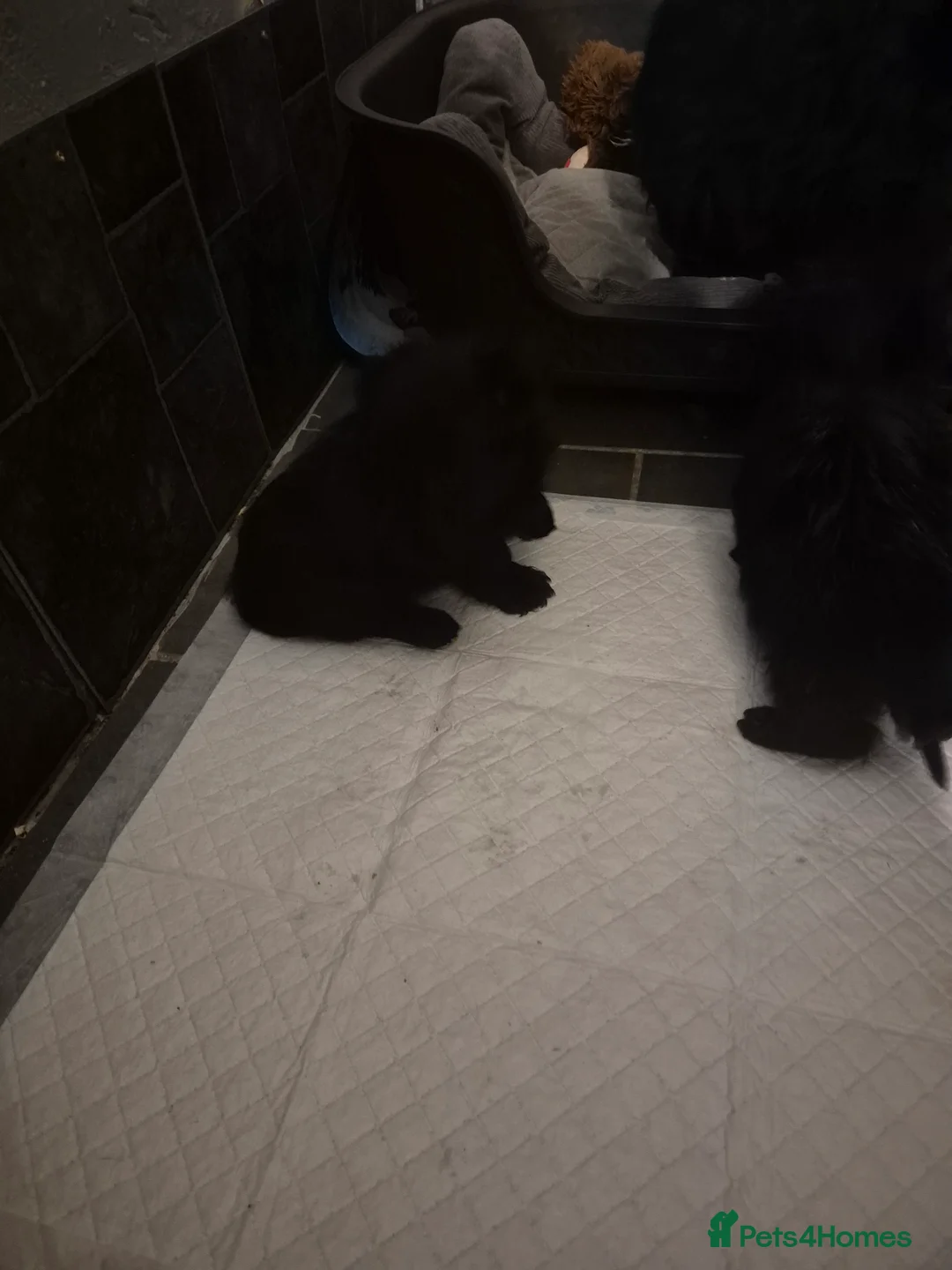 Scottish Terrier dogs for sale: Scottish terrier puppies  - Advert 10