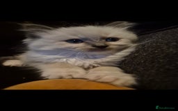 Ragdoll cats for sale: 4 energetic ragdoll fluffballs  - Image 13