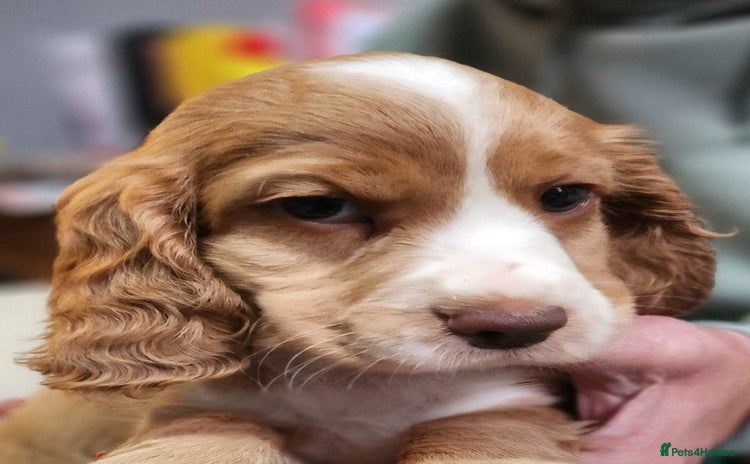 Cocker Spaniel dogs - Advert 3