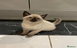 Mixed Breed cats for sale: Little siamese looking girl  - Image 4