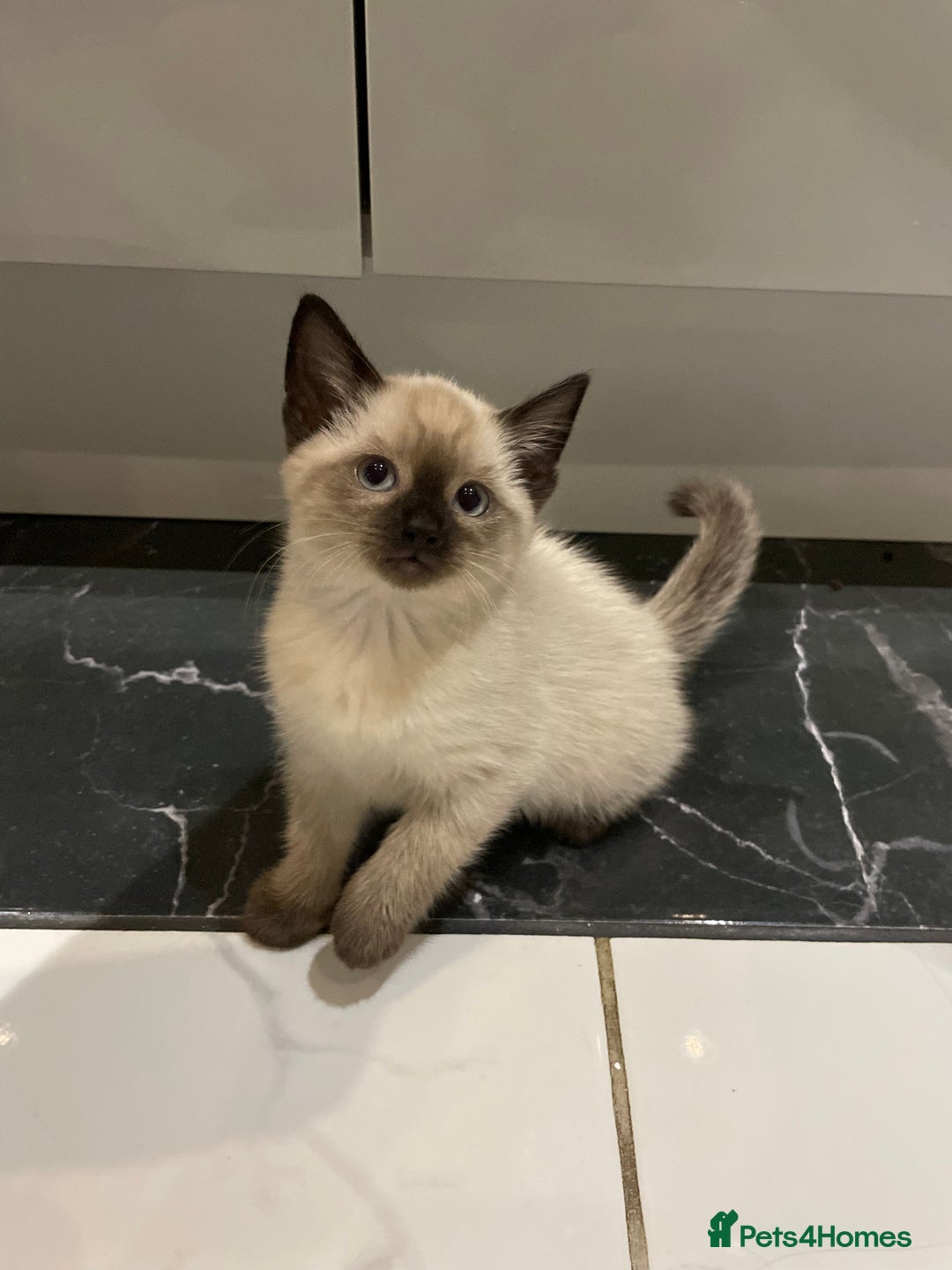 Mixed Breed cats for sale: Little siamese looking girl  - Image 4