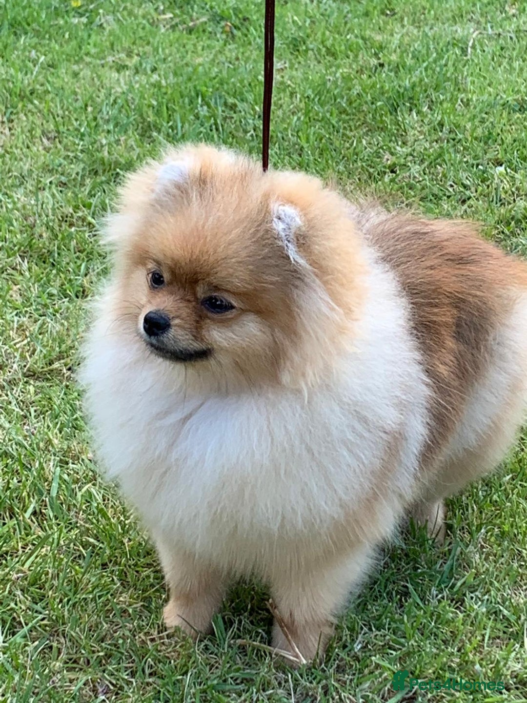 Pomeranian dogs for sale: Two 8 week old Pomeranian puppies  - Advert 12