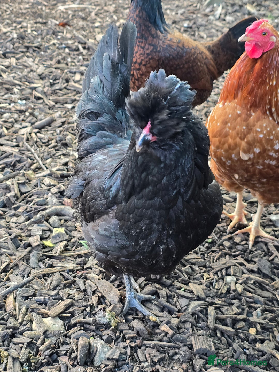 Chickens poultry for sale: Araucana & Game POL - Advert 3