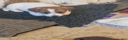 Jack Russell dogs for sale: Pedigree Jack Russell Terrier  in Filey - Advert 6
