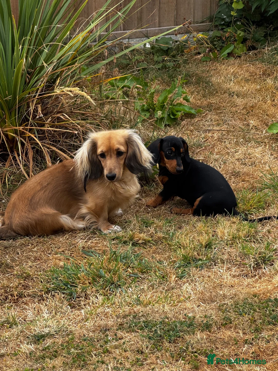 Miniature Dachshund dogs for sale: Stunning mini dachshund girl - Advert 4