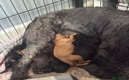 Cockapoo dogs for sale: 🐾Beautiful F2 Cockapoo puppies 🐾 - Image 3