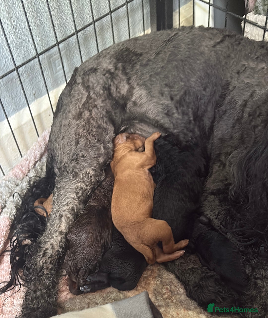 Cockapoo dogs for sale: 🐾Beautiful F2 Cockapoo puppies 🐾 - Image 3