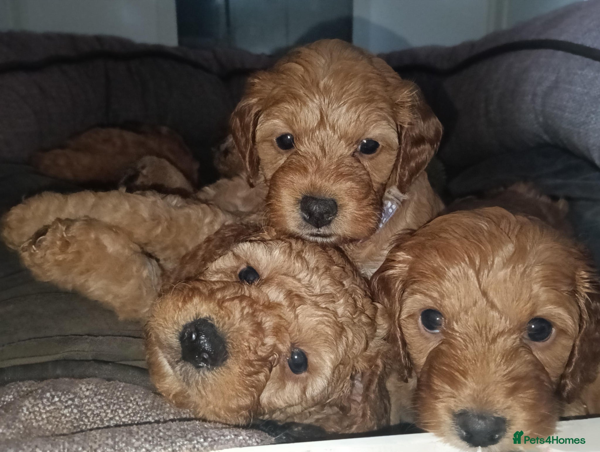 Cockapoo dogs F1b Miniature Cockapoo Puppies – Ready 1st May 🐾 - Advert 19