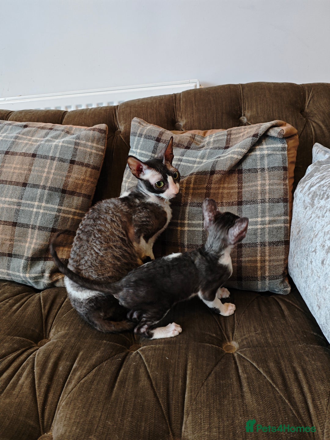 Cornish Rex cats for sale: Cornish Rex kitten  - Image 8