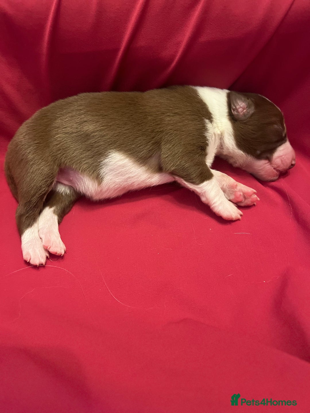 Border Collie dogs for sale: **🐾 Adorable Border Collie Puppies for Sale! 🐾** - Image 12