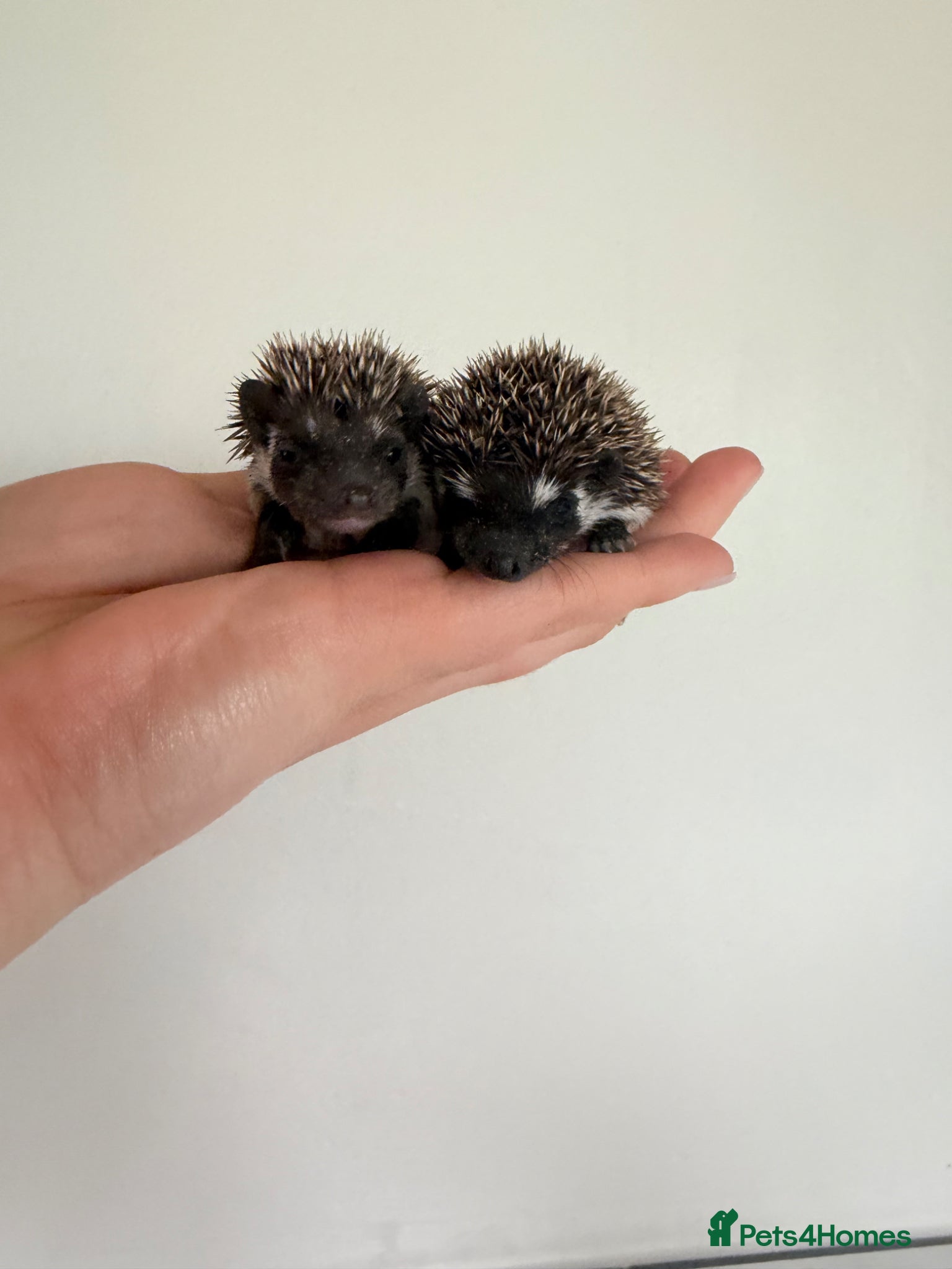 Pygmy Hedgehog rodents African Pygmy hedgehogs- litters in nest. - Advert 7