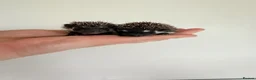 Pygmy Hedgehog rodents for sale: African Pygmy hedgehogs- litters in nest. - Advert 6