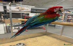 Macaws birds for sale: Variety of handreared tame baby macaws - Advert 3