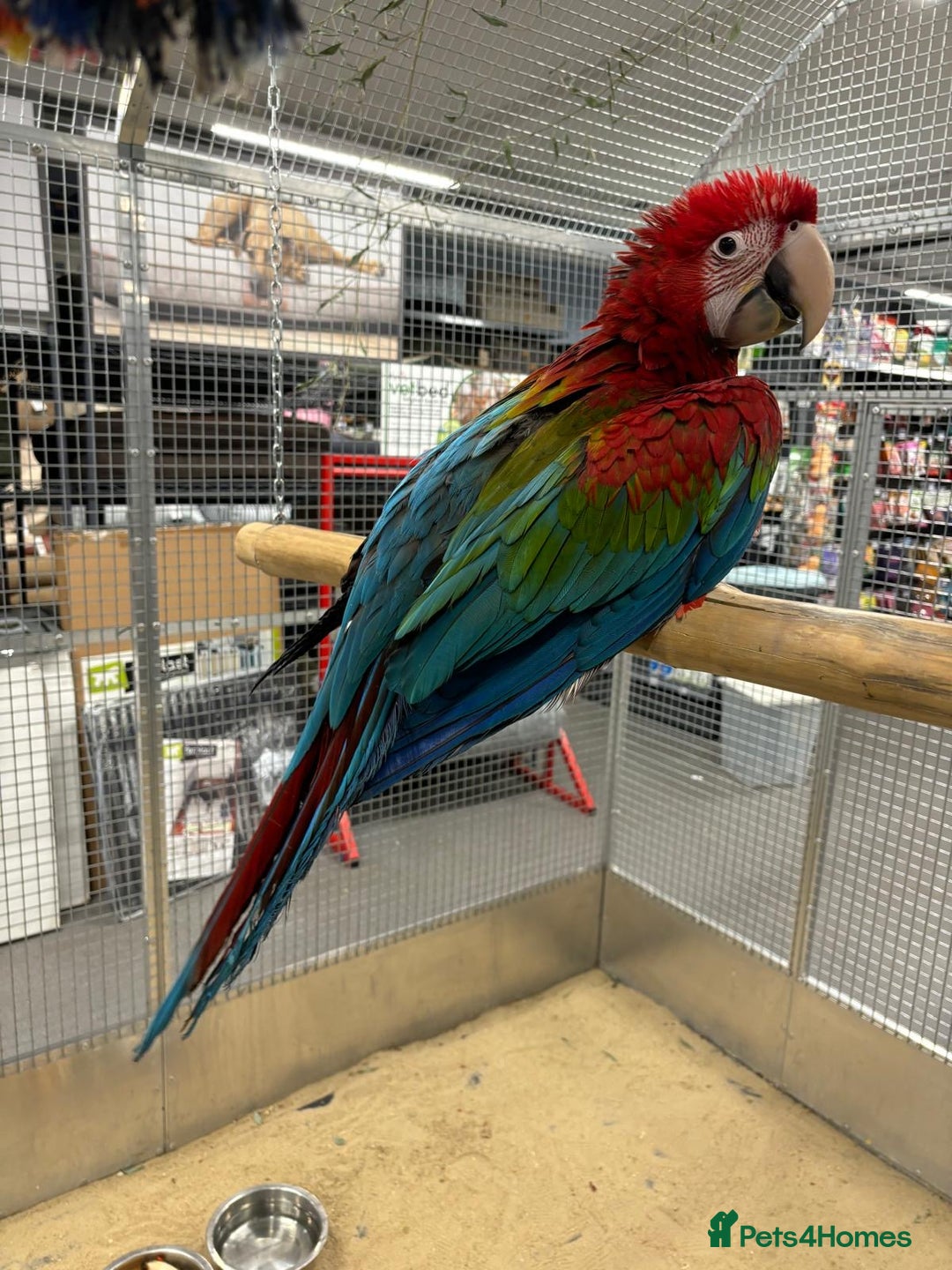 Macaws birds for sale: Variety of handreared tame baby macaws - Advert 3