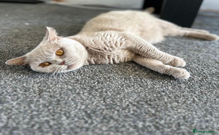 British Shorthair cats - Advert 3