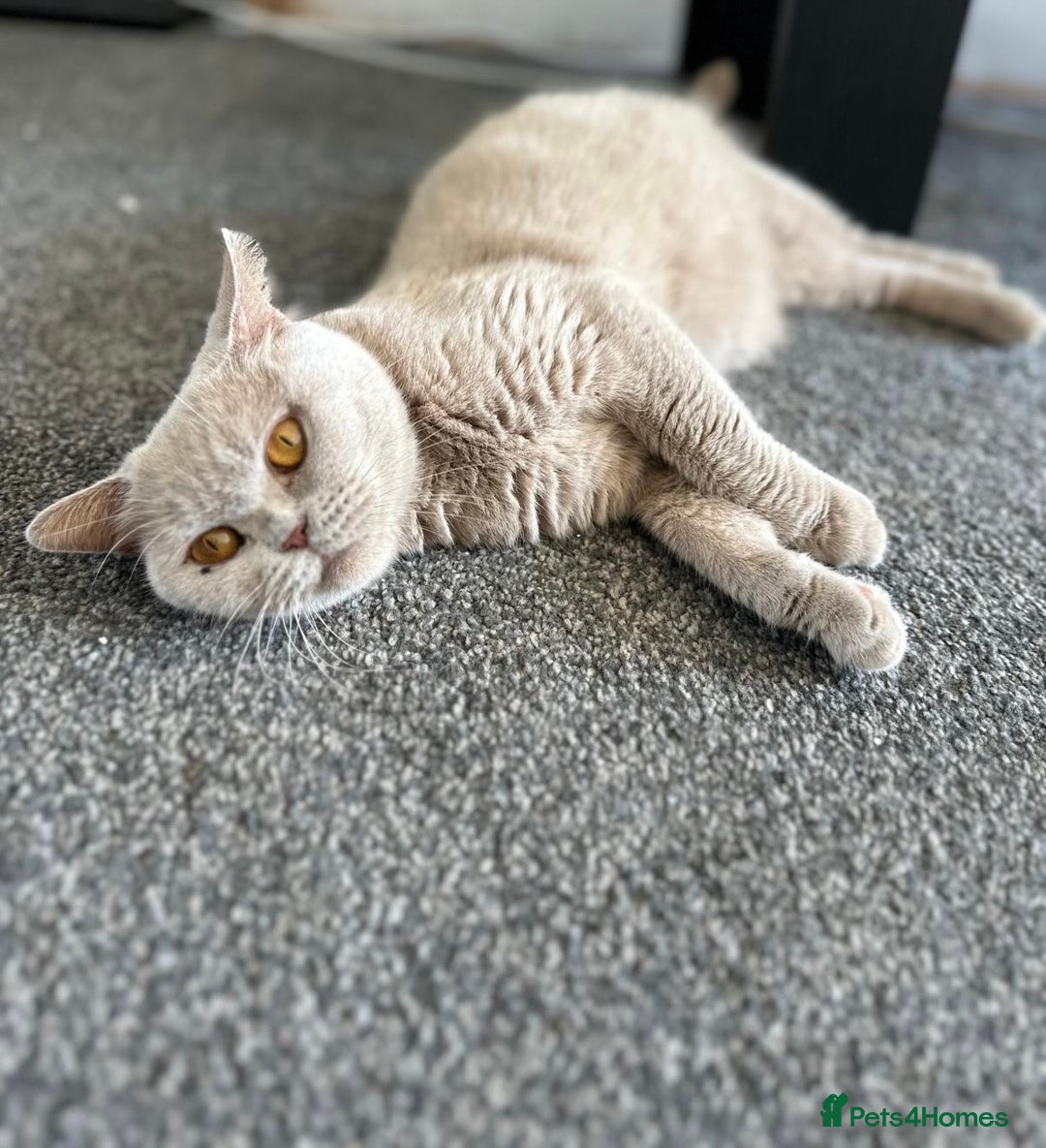 British Shorthair cats for sale: British Shorthair Lilac Female - Image 1