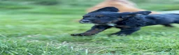 Sprocker dogs for sale: Sprocker spaniel - Ready for their forever home   in Ottery Saint Mary - Advert 4