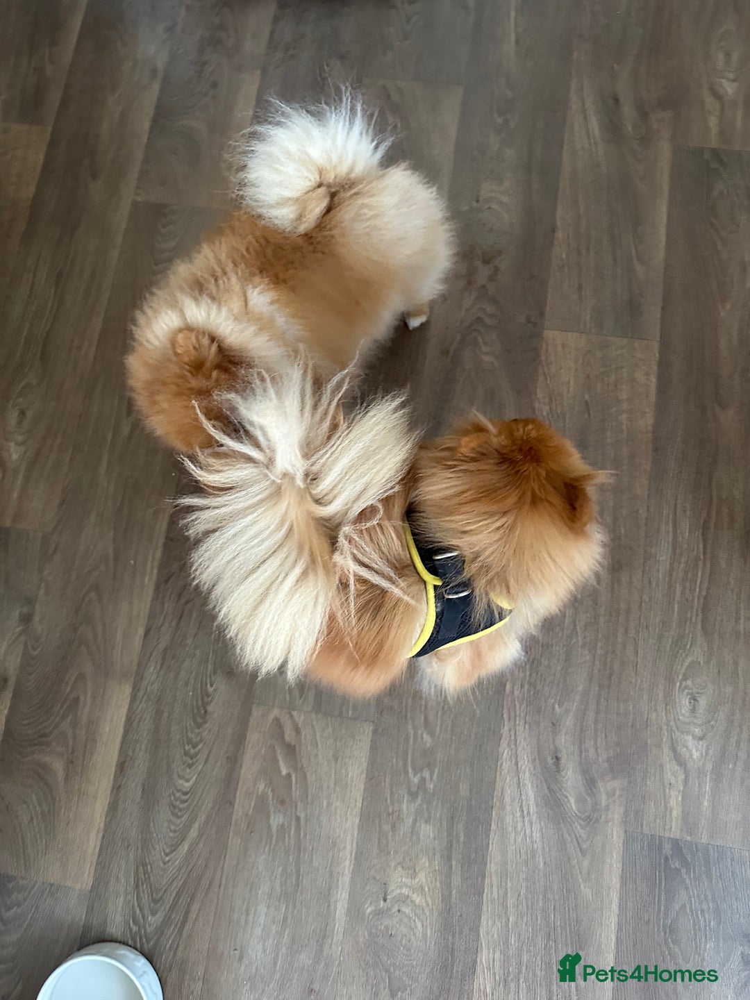Pomeranian dogs for sale: Pomeranian teddy bear face puppies🐶 - Advert 23