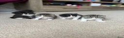Mixed Breed cats for sale: 3 male kittens for sale  in Evesham - Advert 7