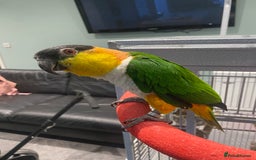 Parrots birds for sale: Hand Reared Black headed Caique - Image 3