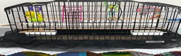 Budgerigars birds for sale: Budgie and cage free to good home - Advert 2
