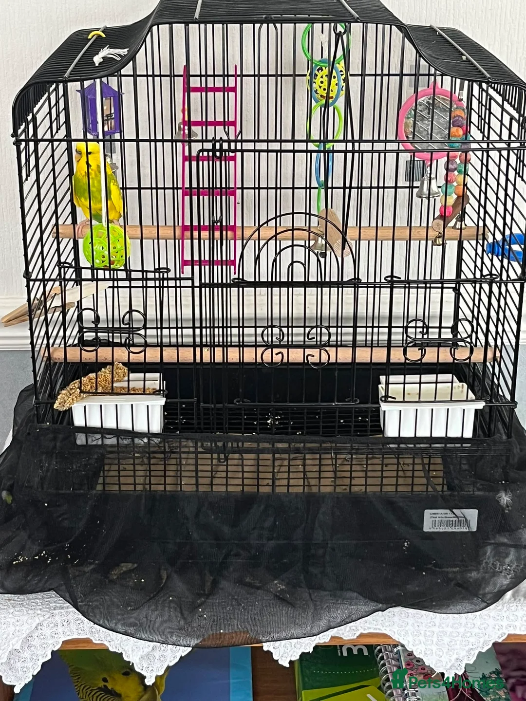 Budgerigars birds for sale: Budgie and cage free to good home - Advert 2