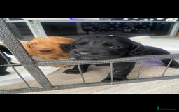 Cocker Spaniel dogs for sale: Working Cocker spaniel puppies for sale - Image 3