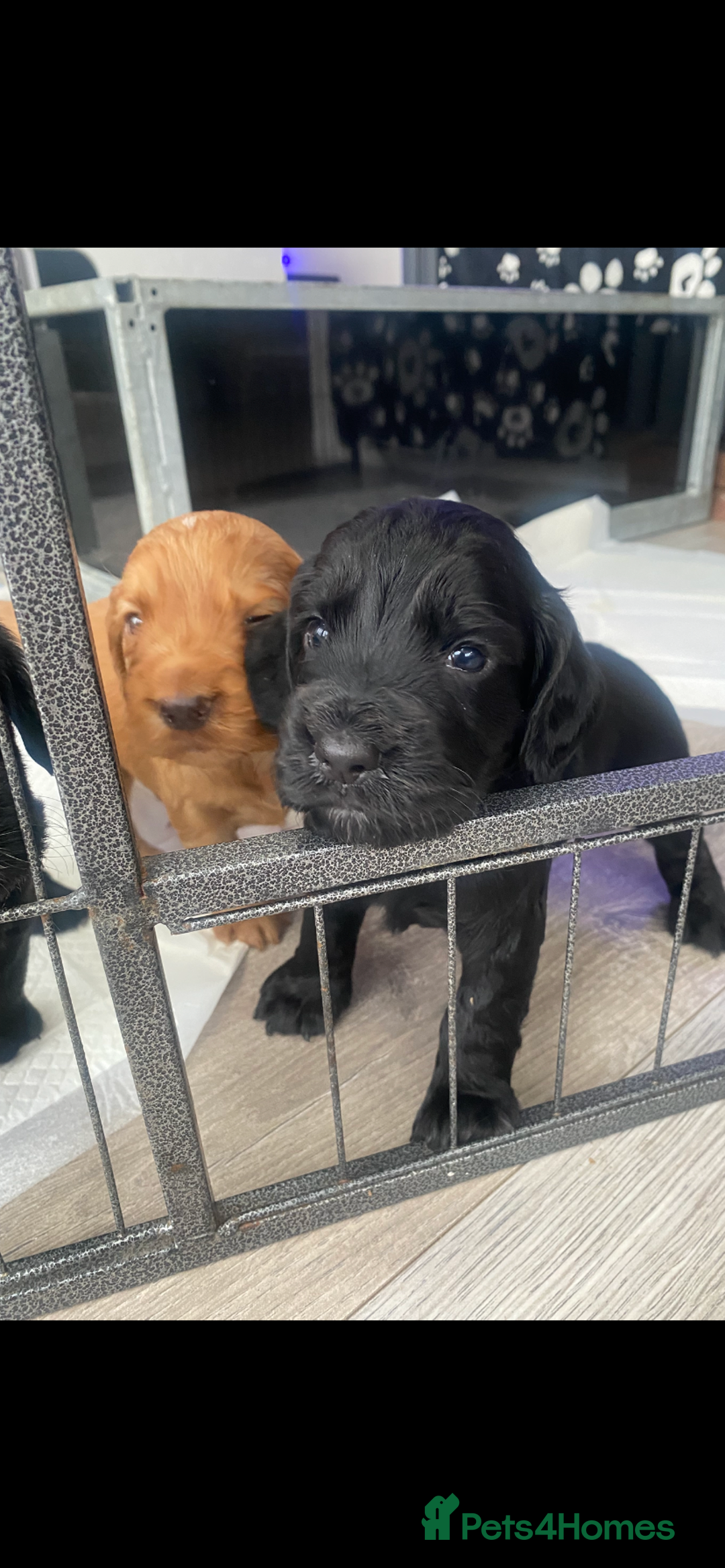Cocker Spaniel dogs for sale: Working Cocker spaniel puppies for sale - Image 3