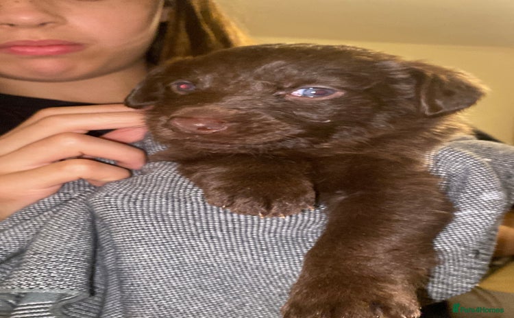 Mixed Breed dogs Beautiful Family-Raised Sheprador Puppies - Advert 9