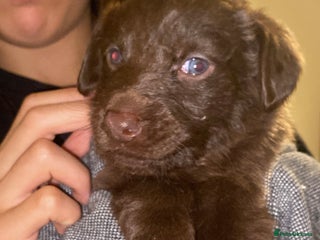 Mixed Breed dogs Beautiful Family-Raised Sheprador Puppies - Advert 8