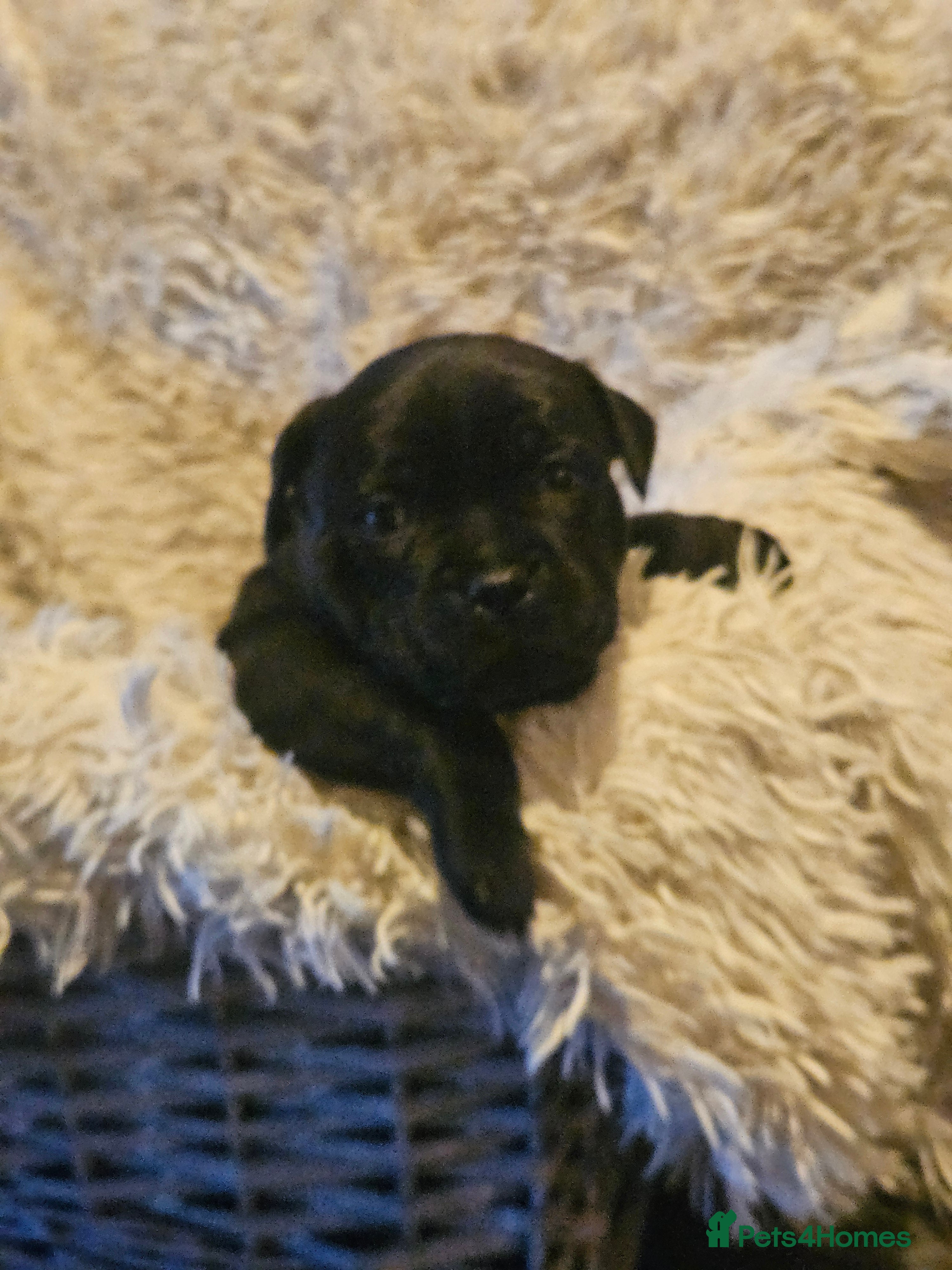 Staffordshire Bull Terrier dogs ONE WORLD FAMOUS BLUE BRONSON GRANDPUP REMANING  - Advert 5