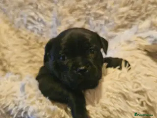 Staffordshire Bull Terrier dogs ONE WORLD FAMOUS BLUE BRONSON GRANDPUP REMANING - Advert 5