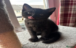 British Shorthair cats for sale: Gorgeous British Shorthair/ Ragdoll  - Image 9