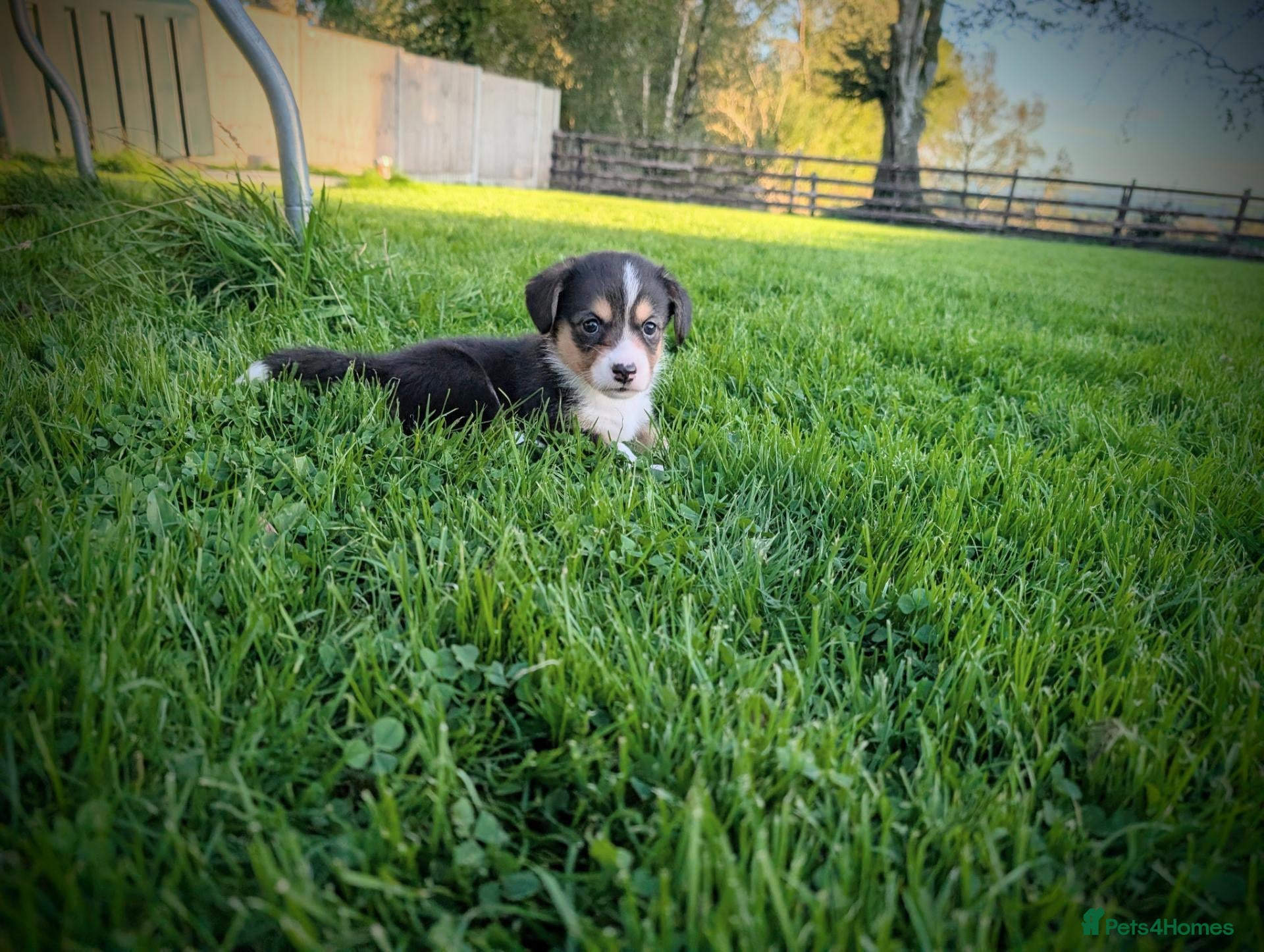 Welsh Corgi Cardigan dogs ⭐2 pups left⭐ Cardiganshire corgi   - Advert 1