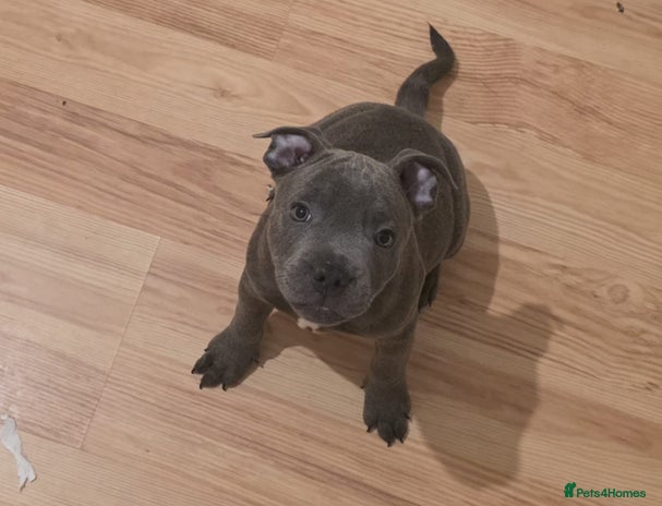 Staffordshire Bull Terrier dogs - Advert 7