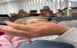 Pygmy Hedgehog rodents for sale: 2x female and 1x male hedgehogs  - Image 11