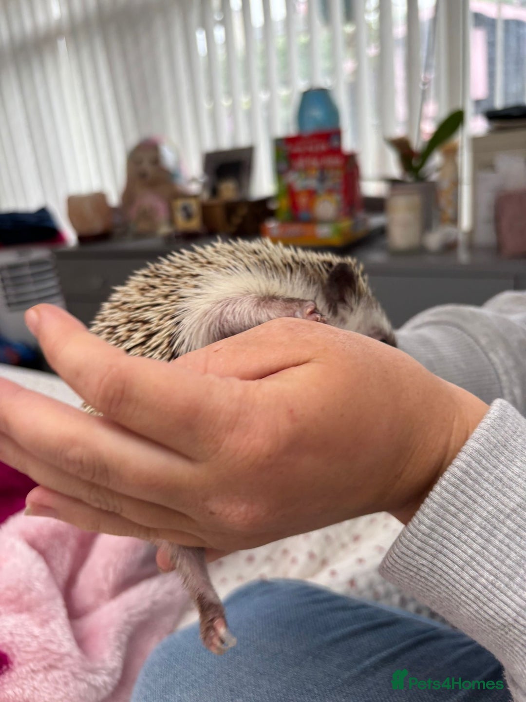 Pygmy Hedgehog rodents for sale: 2x female and 1x male hedgehogs  - Image 11